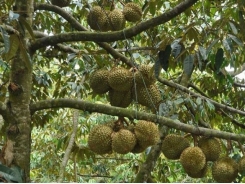 Bón phân cho sầu riêng Tây Nguyên