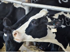 Estimating exposure to mycotoxins in dairy cattle