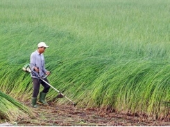 Mekong farmers switch to growing lemongrass