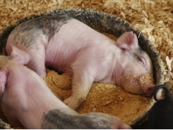 Three ways piglet diets can benefit from wheat gluten