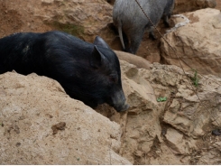 'Cao thủ' nuôi lợn đen ở Mèo Vạc