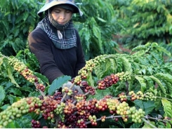 Coffee exports earn Vietnam 1.3 million USD in first 4 months