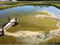 Removing cyanobacteria and associated toxins in aquaculture ponds