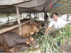 Nuôi bò Úc ở An Giang