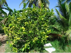 Quản lý bệnh hại rễ cây ăn trái bằng biện pháp sinh học