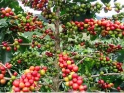 Italian coffee producers highly evaluate Vietnamese coffee beans