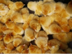 Highly digestible prestarters for antibiotic-free broilers