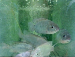 Evaluating excess supplementation in tilapia diets