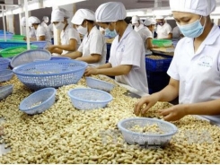 Conference on sustainable development of cashew sector