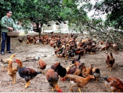 Parent chickens provided to Yen The breeding households