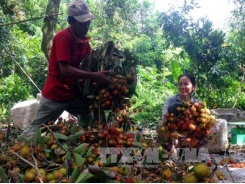 Sweet news for Bến Tre farmers