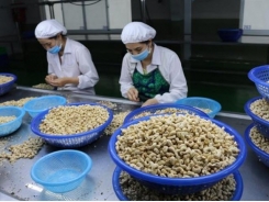 “Sigh” of the cashew industry