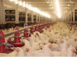 What are the major enzymes used in poultry feeds?