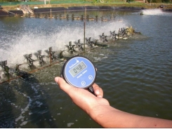 Environmental Trigger For EMS Identified In Shrimp Ponds