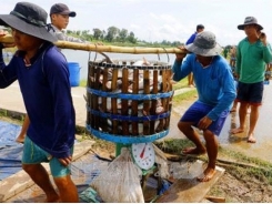 Delta authorities improve management of tra fish breeding areas