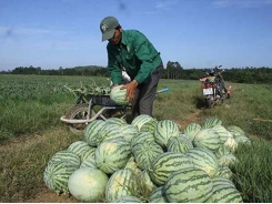 Farmers in central province succeed in growing safe seedless watermelon