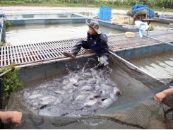 Aquaculture output picks up 6 percent in four months