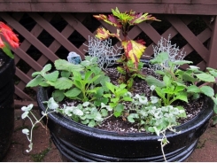 How to Grow Fruits, Vegetables, and Herbs in a Container Garden