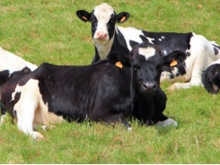 Manipulation of metabolic development of calves is possible: Trouw Nutrition