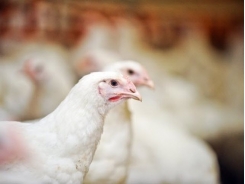 US poultry vet shares key factors to control NE