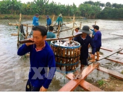 Nuôi cá da trơn thâm canh trên bãi bồi ven sông Tiền