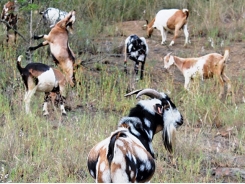 Goat farming: nutrition and veld management