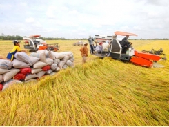 Huge potential remains for rice exports