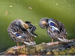 Single vaccine developed for avian flu and duck enteritis