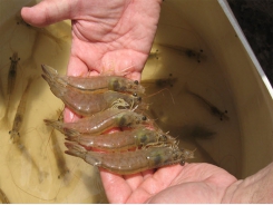 New nested PCR test targets gene specific to farmed shrimp pathogen EHP