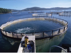 How to get ahead in aquaculture