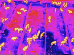 Drone may help reduce use of antibiotics in livestock