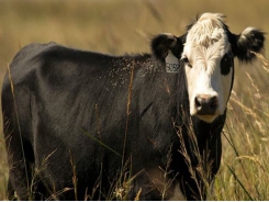 Crossbreeding may improve beef cattle efficiency in grazing systems