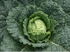 Guide to Growing Cabbages