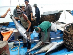 Vietnam’s tuna export to China shoots up