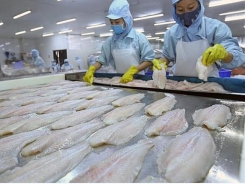 Pangasius exports to the US fall sharply