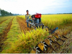 Second thought for rice dominant farming