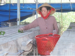 Làm giàu từ mô hình nuôi thỏ khép kín