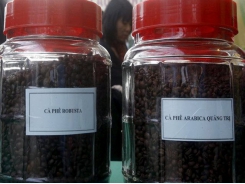 Vietnam's Q1 coffee exports at 477,000 tonnes, down 15.3 pct y/y