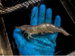 Testing soy-optimized feeds and automated feeding systems in shrimp pond production Part 2