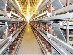 Export of poultry products sees great potentials