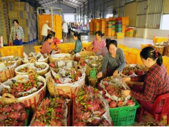 Weak linkages result in low competitiveness of farm products