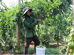 Gia Lai encourages farmers to intercrop plants in gardens