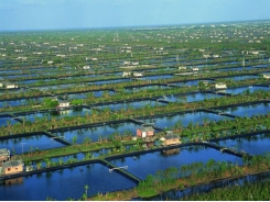 Project seeks to improve Indonesian shrimp farming sector