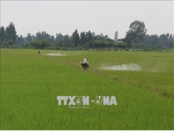 Phòng trừ sinh vật gây hại trà lúa Hè Thu tại các tỉnh phía Nam