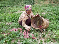 Nông dân Tương Dương thu nhập khá từ khoai lang đỏ