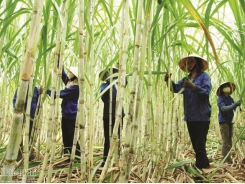 At the time of ATIGA, sugarcane is still struggling