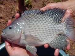 Vietnam aims to reach 400,000 tons of tilapia in 2030