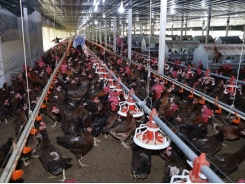 High supply gives Việt Nam's poultry firms chance to reach export markets