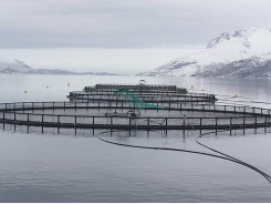 Tackling sea lice with Big Data