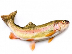 Additive may lessen effects of soy-induced enteritis in trout